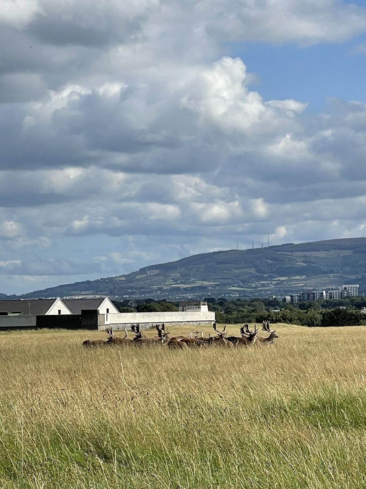 Deer herd against a city skyline
